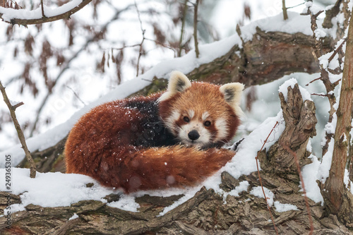 Lesser panda curl up in the snow. Red panda or red cat-bear (Ailurus fulgens) lying on tree in winter forest.