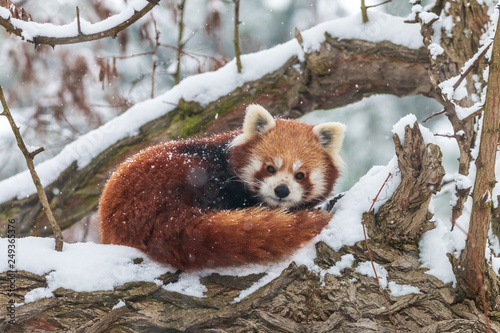 Cute fluffy red panda in winter forest. Curled up lesser panda or firefox (Ailurus fulgens) resting on snow-covered tree.