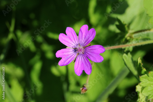 Blüte der Pflanze Storchenschnabel, Geranium sanguineum