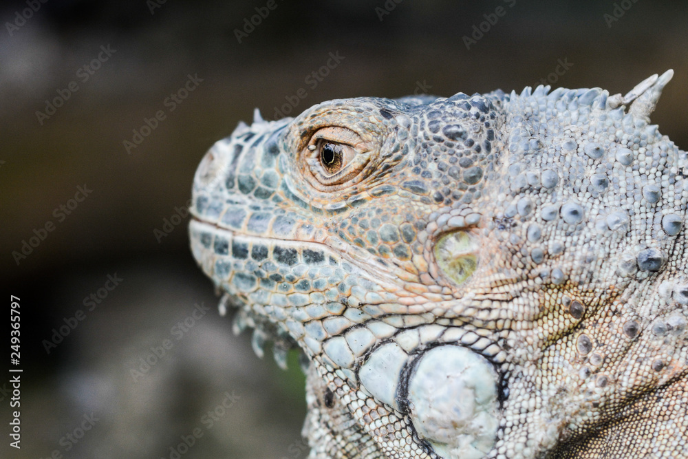 Fototapeta premium cameleon, animal, lizard, chameleon, pet, exotic, detail, little, eyes, portrait, nature, macro, funny, looking, green, colorful, small, pigment, grumpy, cute, beauty, prehensile, isolated, branch, wa