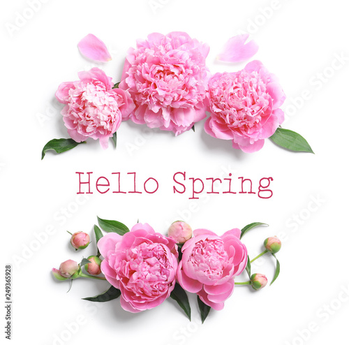 Beautiful fragrant peony flowers on white background