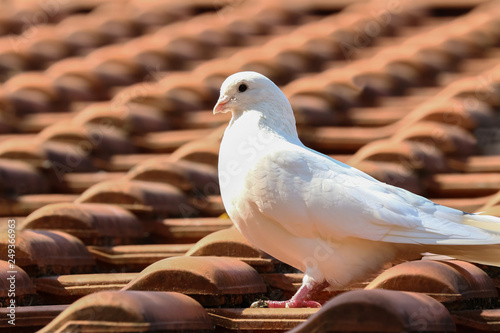 Weiße Taube auf dem Dach