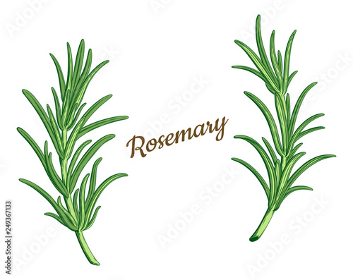 Rosemary branches isolated vector. Provence herbs. Green leaf, leaves, twig, branch, herb, stick. Botanical. Floral. Herbal. Flower. Ingredient, spice, organic. Retro engraving ink drawing.