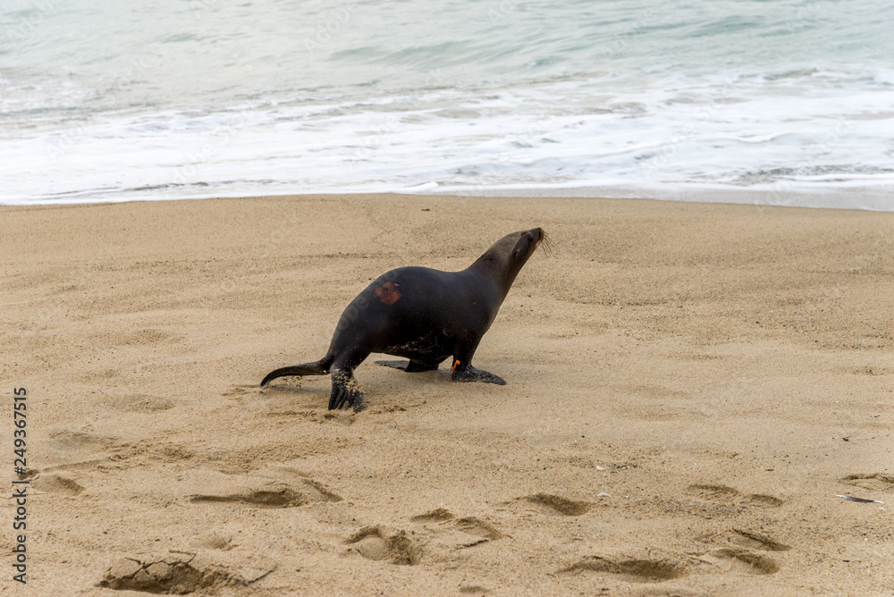 Fototapeta premium California sea lion walking on the sand towards the surf 