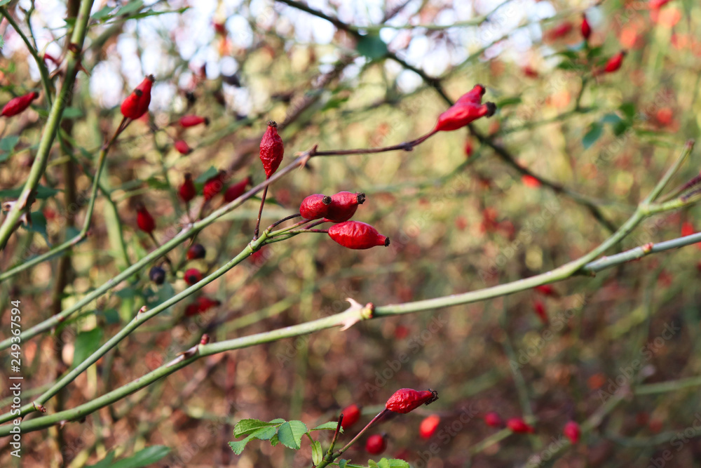 Wild rose hip fruits