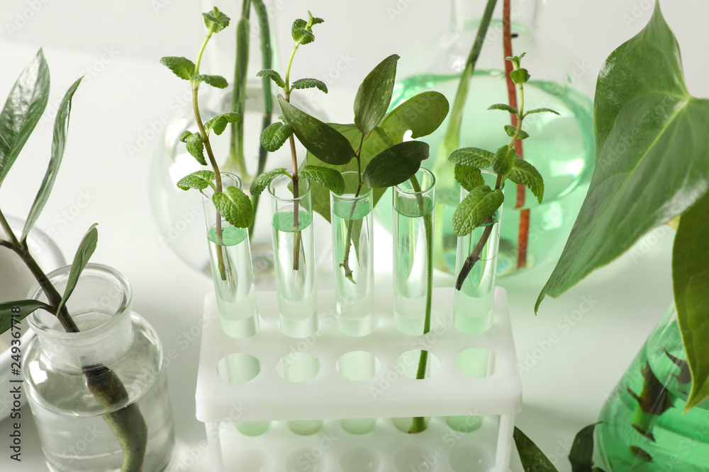 Laboratory glassware with plants on white background, closeup. Chemistry concept Laboratory glassware with plants on white background, closeup. Chemistry concept