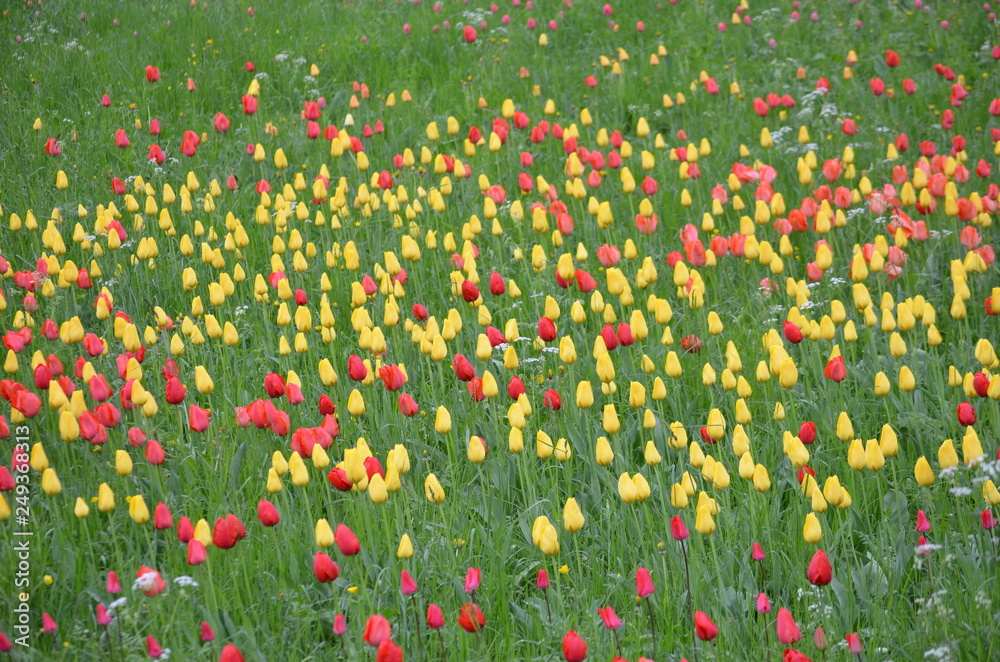Grass with yellow and red tulips in a rainy spring day