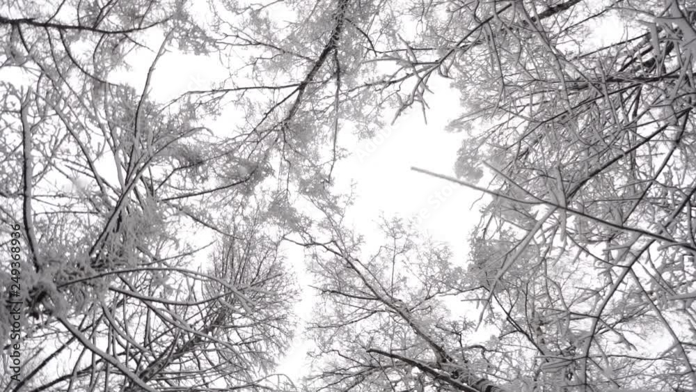 Trees in winter Trees in winter