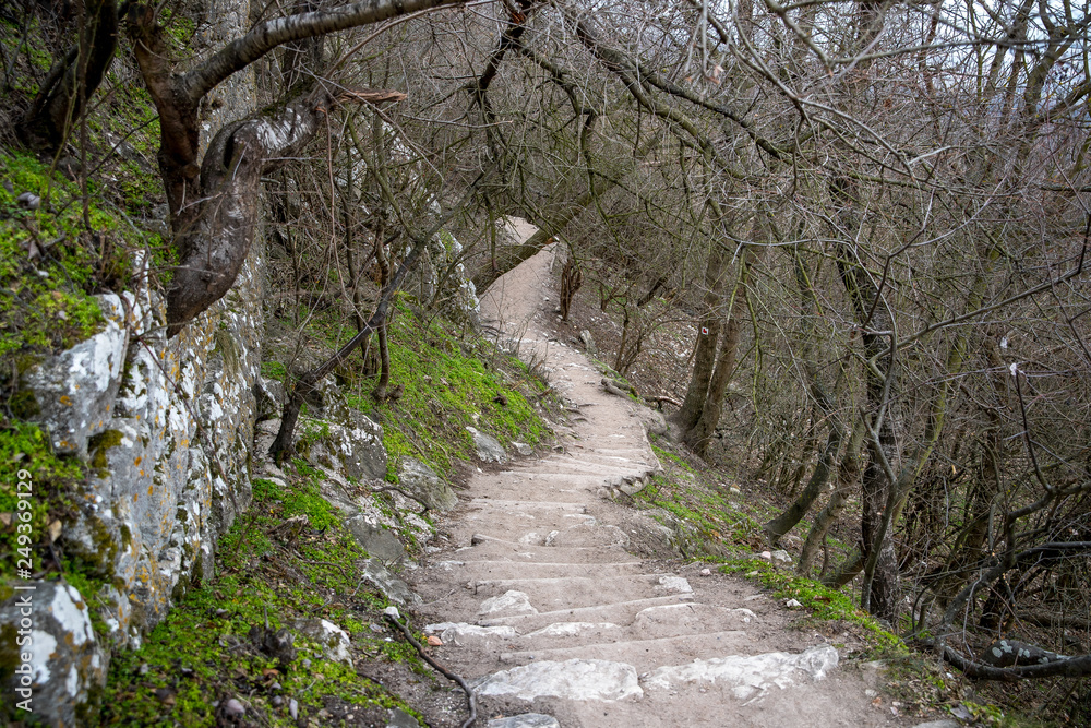 Forest rocky path leading up to the mountain in southern Moravia surrounding the abandoned castle Stony road full of trees Forest rocky path leading up to the mountain in southern Moravia surrounding the abandoned castle Stony road full of trees