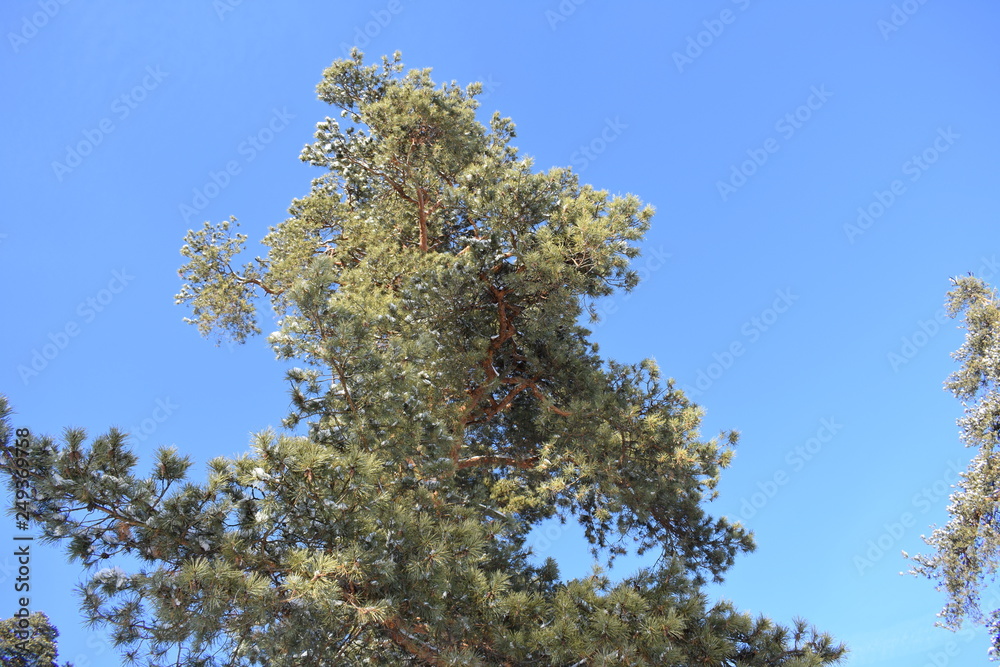 Obraz premium pines against the sky