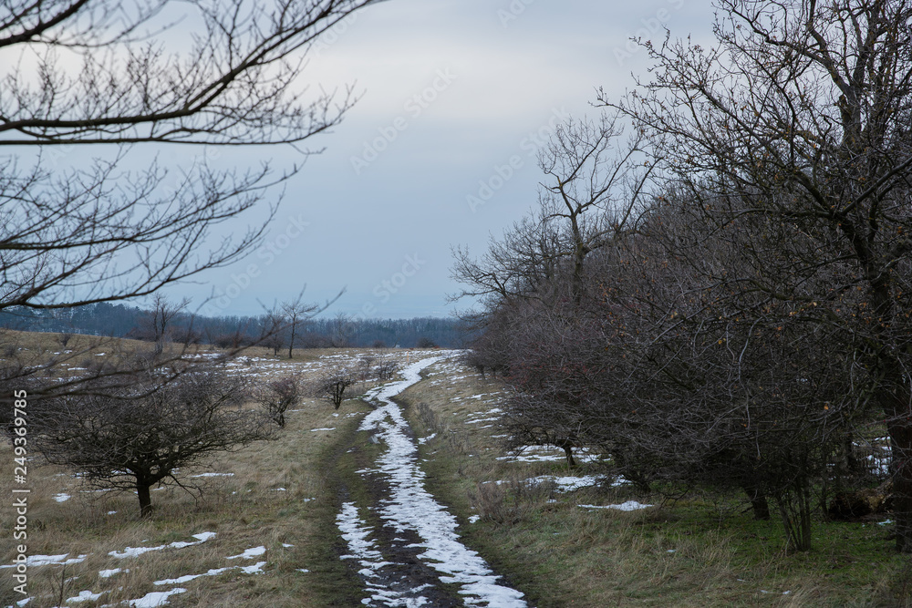 A forest field trip during the winter day, slightly snowy in the vicinity of a lot of trees A forest field trip during the winter day, slightly snowy in the vicinity of a lot of trees