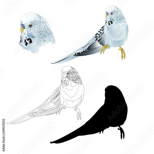 Budgerigar, blue pet parakeet  or budgie or shell parakeet home pet natural and outline and silhouetteon a white background vintage vector illustration editable hand draw