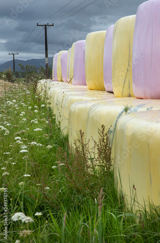 Dargaville New Zealand. Bales of hay in Pink plastic rolls photo