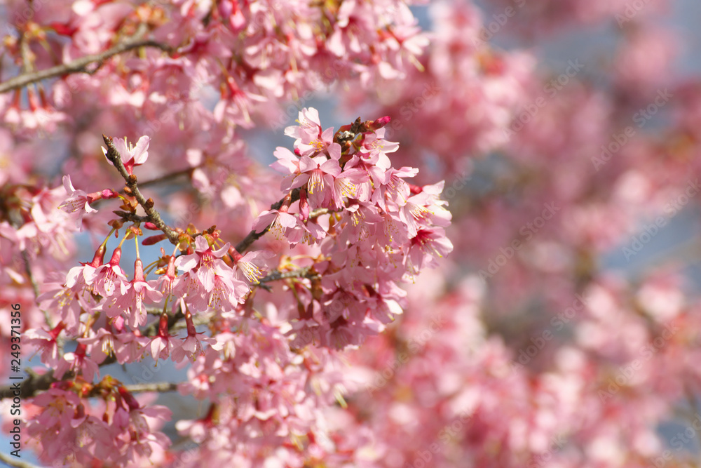 おかめ桜 おかめ桜
