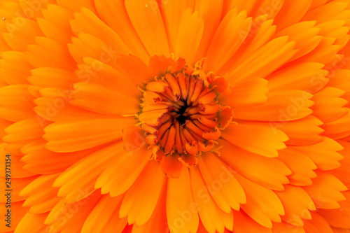 marigold in bloom in the garden