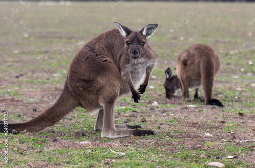 Two cute australian Kangaroo standing in the field and waiting