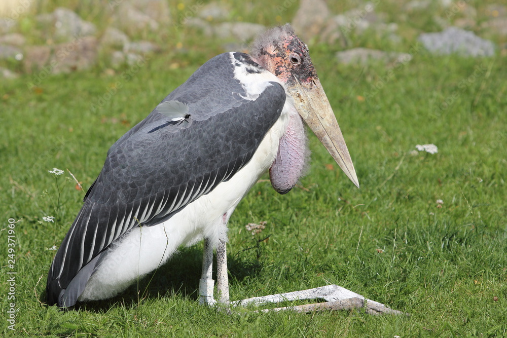 Obraz premium Afrikanischer Marabu African Marabu (Leptoptilos crumeniferus)