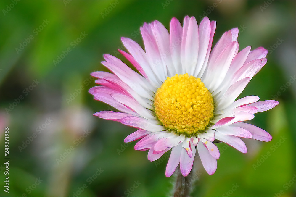 daisy in the meadow daisy in the meadow