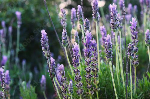 Flowering lavender plants