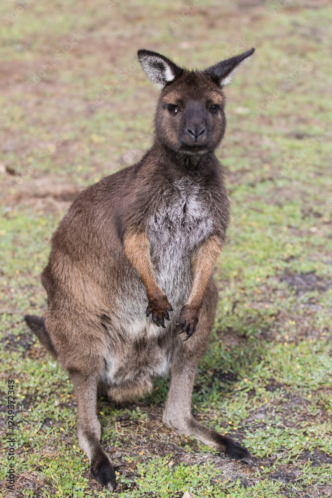 Portrait of young cute australian Kangaroo with big bright brown eyes looking close-up at camera.