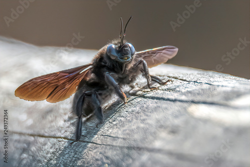 tabanidae horsefly insect on wood