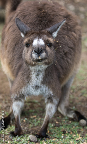 Portrait of young cute australian Kangaroo standing in the field and waiting.