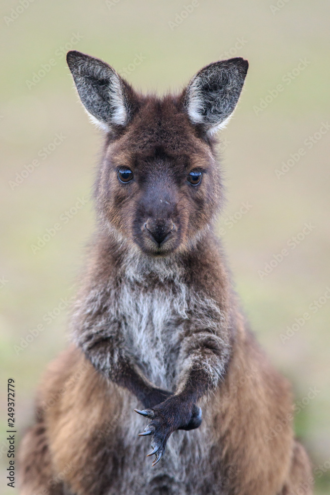 Portrait of young cute australian Kangaroo with big bright brown eyes looking close-up at camera. Joey Portrait of young cute australian Kangaroo with big bright brown eyes looking close-up at camera. Joey