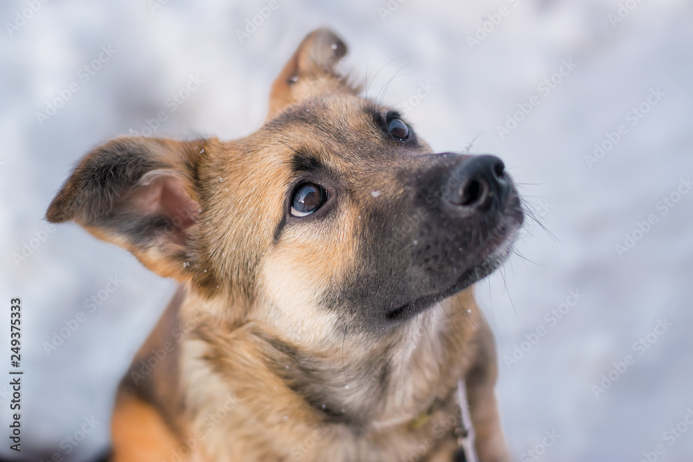 Naklejka premium Domestic dog outdoors in winter