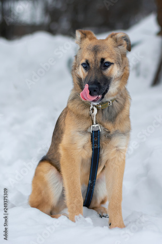 Domestic dog outdoors in winter © le6681