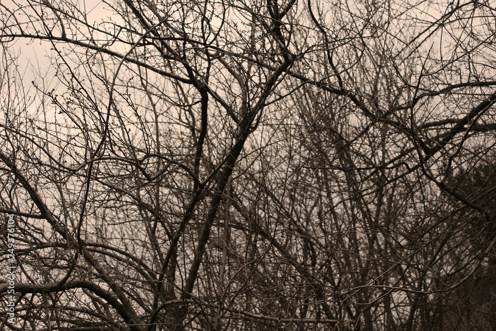 mystery tree photo detail mystery tree photo detail