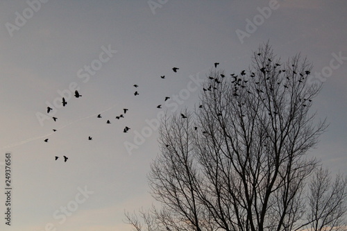 Crows in a bare tree