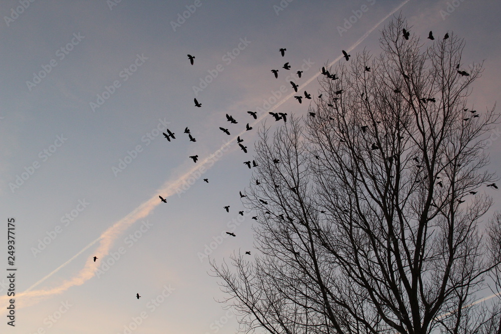 Obraz premium Crows in a bare tree