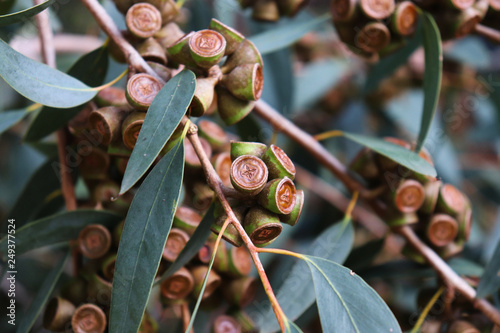 Australian eucalyptus globulus tree photo