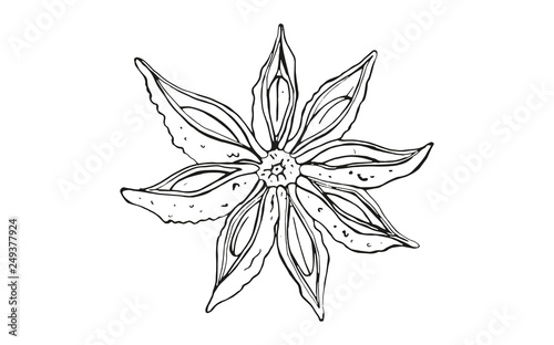 isolated seasoning star anise on white background