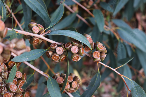Australian eucalyptus globulus tree