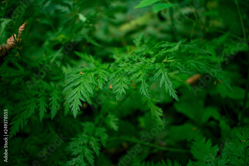 green leaves of a fern