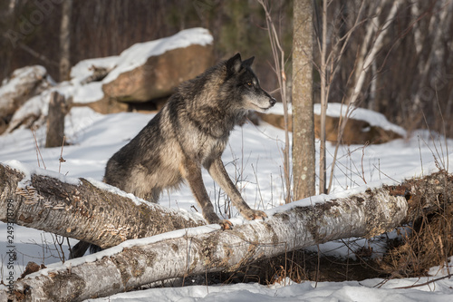 Black Phase Grey Wolf (Canis lupus) Straddles Logs Winter