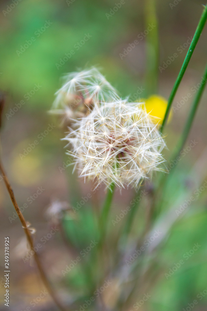 Dandelion in the grass Dandelion in the grass