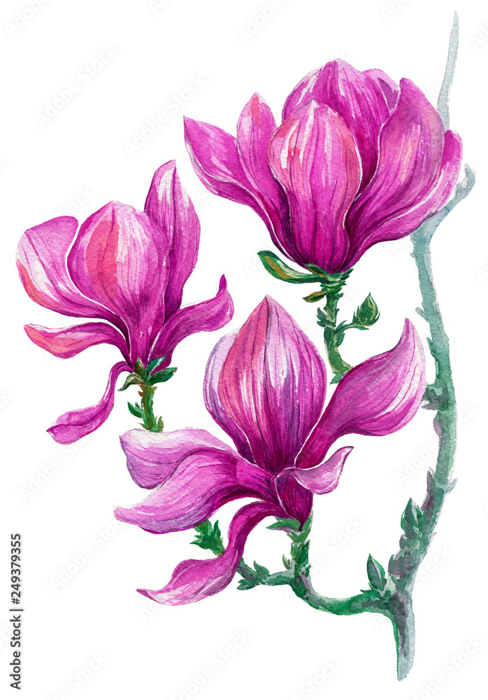 Obraz premium painted magnolia flowers on a white background