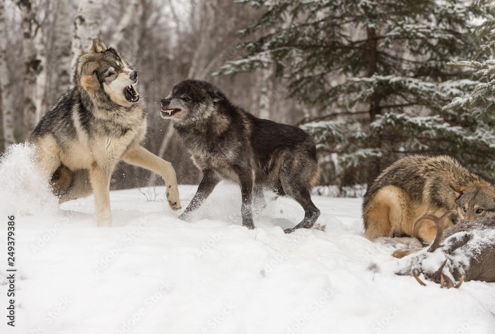 Black Phase Wolf (Canis lupus) Defends Deer Carcass Winter