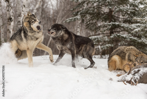 Black Phase Wolf  Canis lupus  Defends Deer Carcass Winter