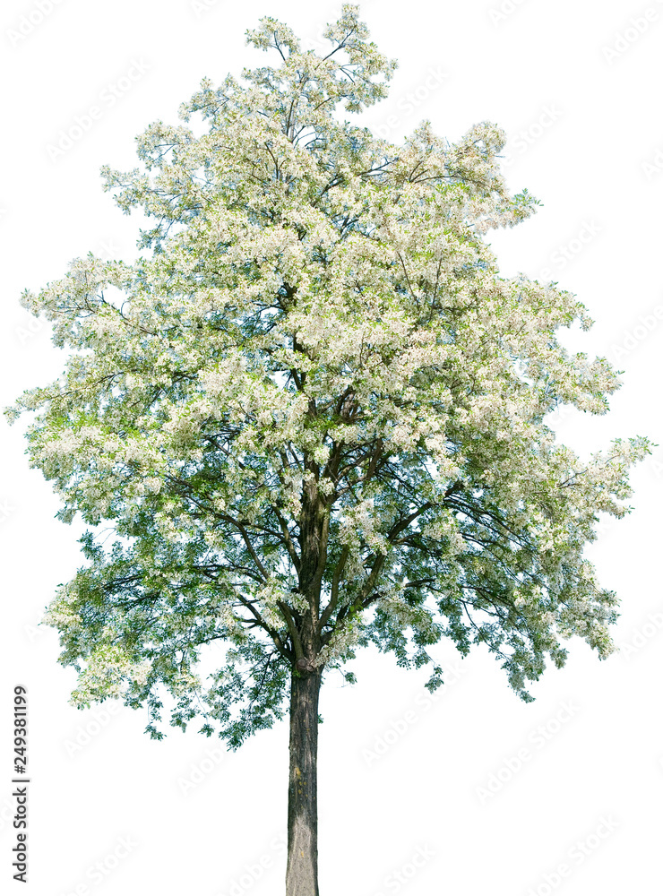 Robinia pseudoacacia - Robinie