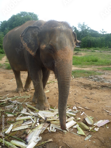 Asian Elephant