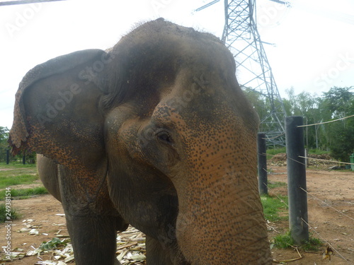 Asian Elephant