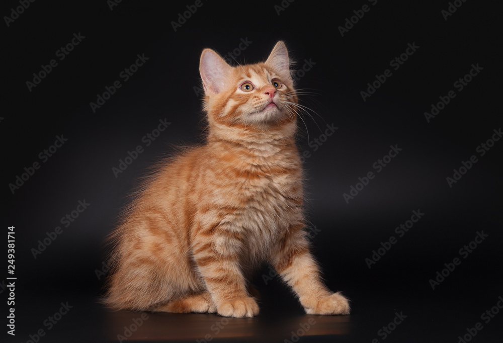 Red little cat on black background, studio shot Red little cat on black background, studio shot