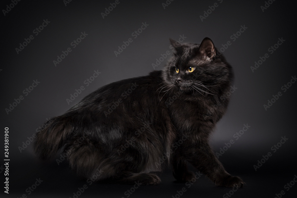 Fototapeta premium Black cat is isolated a black background