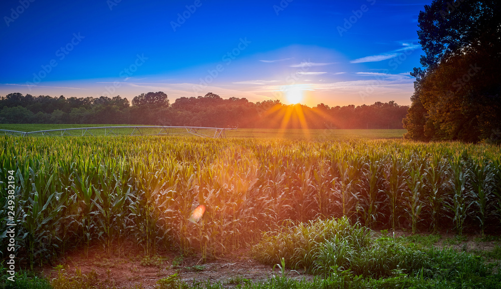 Naklejka premium Corn Field with Irrigation System at Sunset