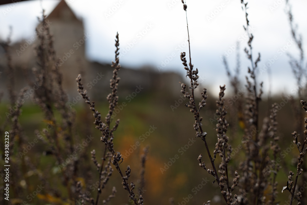 Pflanzen im Vordergrund & Burg Falaise im Hintergrund Pflanzen im Vordergrund & Burg Falaise im Hintergrund