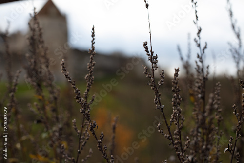 Pflanzen im Vordergrund   Burg Falaise im Hintergrund