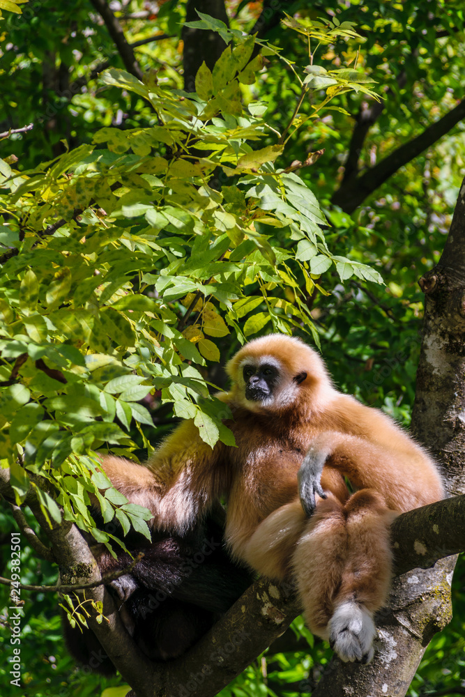 Obraz premium Monkey with a pensive face